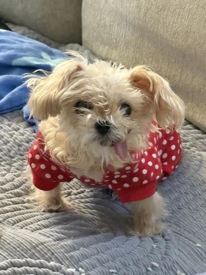 Gentle Farewells - Mobile Vet In-Home Euthanasia Service 4