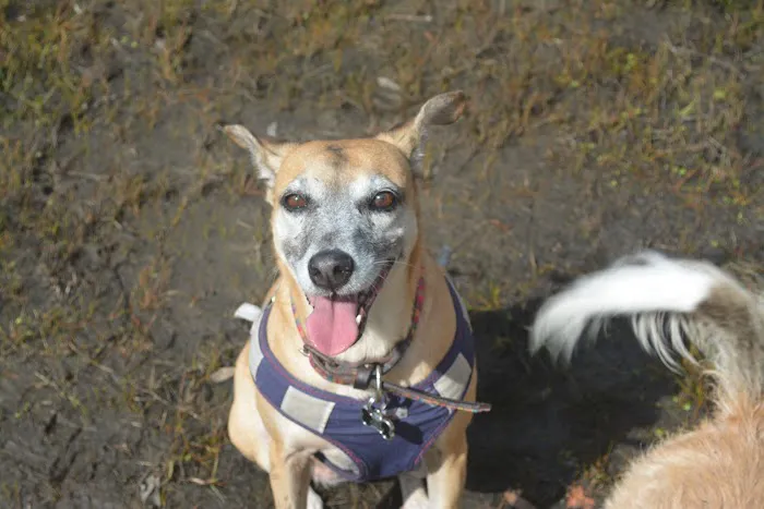 Gentle Farewells - Mobile Vet In-Home Euthanasia Service 1