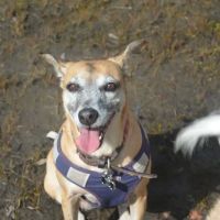 Gentle Farewells - Mobile Vet In-Home Euthanasia Service ico