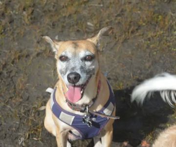 Gentle Farewells - Mobile Vet In-Home Euthanasia Service