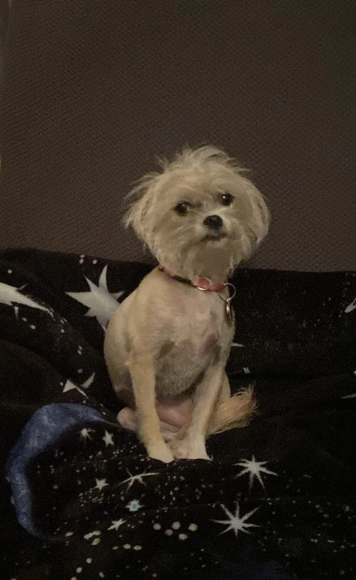 Gentle Farewells - Mobile Vet In-Home Euthanasia Service 5