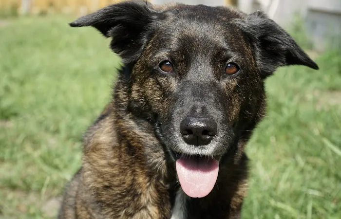 Gentle Farewells - Mobile Vet In-Home Euthanasia Service 8