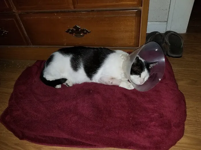 Pet Pal Veterinary Clinic 9