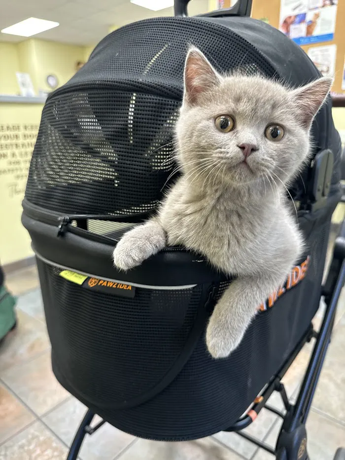 Pet Pal Veterinary Clinic 5