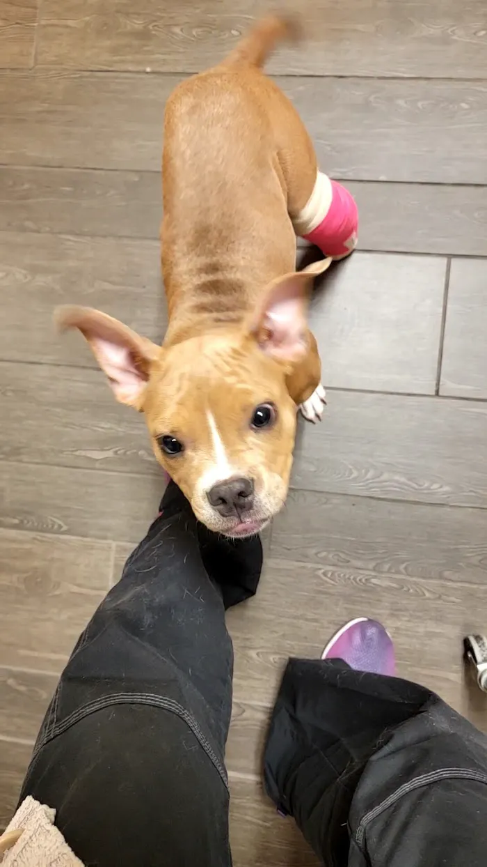 Banfield Pet Hospital 8