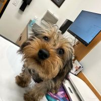 PetSmart Veterinary Services - Orlando (Fashion Square Mall) ico