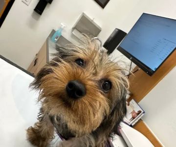 PetSmart Veterinary Services - Orlando (Fashion Square Mall)