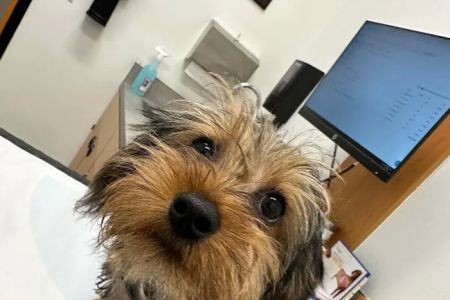 PetSmart Veterinary Services - Orlando (Fashion Square Mall)