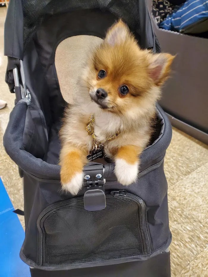 PetSmart Veterinary Services - Orlando (Fashion Square Mall) 7