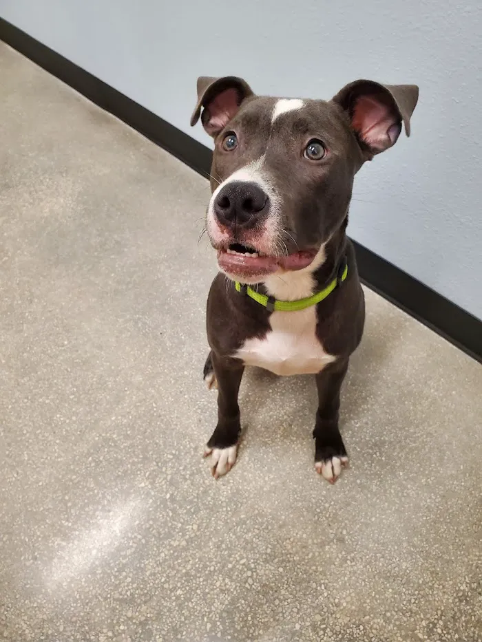 PetSmart Veterinary Services - Orlando (Fashion Square Mall) 5