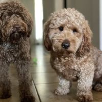 Waterford Lakes Animal Hospital ico