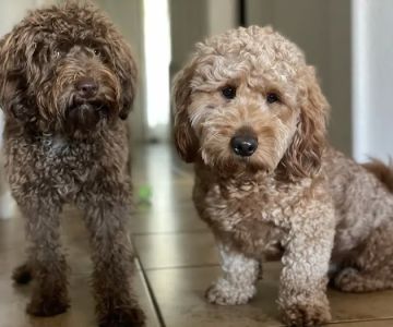 Waterford Lakes Animal Hospital