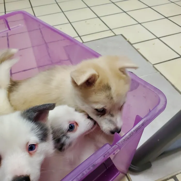 Care Animal Clinic 12