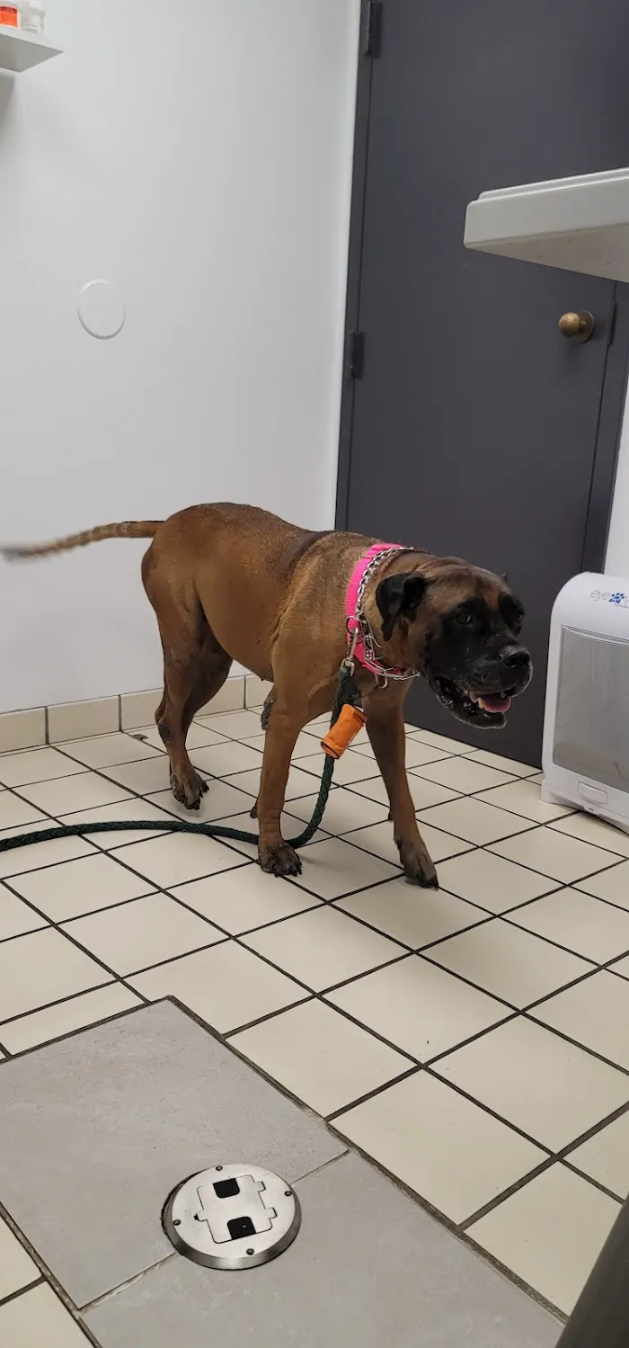 Care Animal Clinic 12