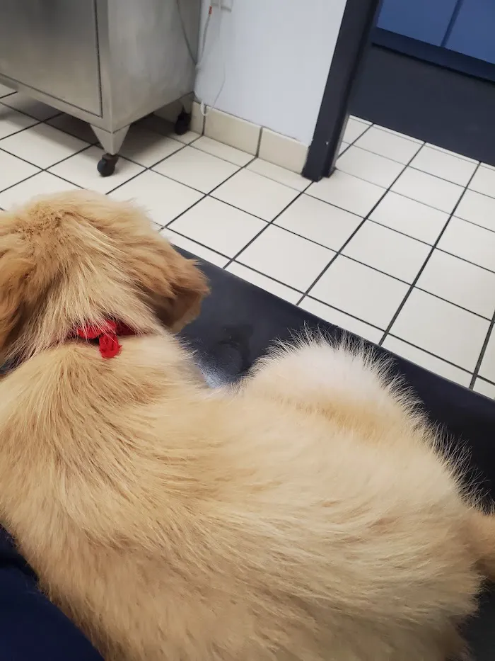 Care Animal Clinic 12