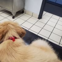 Care Animal Clinic ico