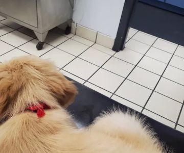 Care Animal Clinic