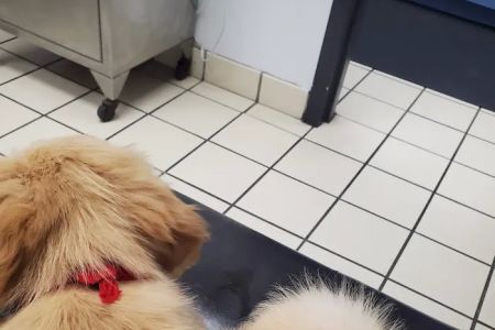 Care Animal Clinic