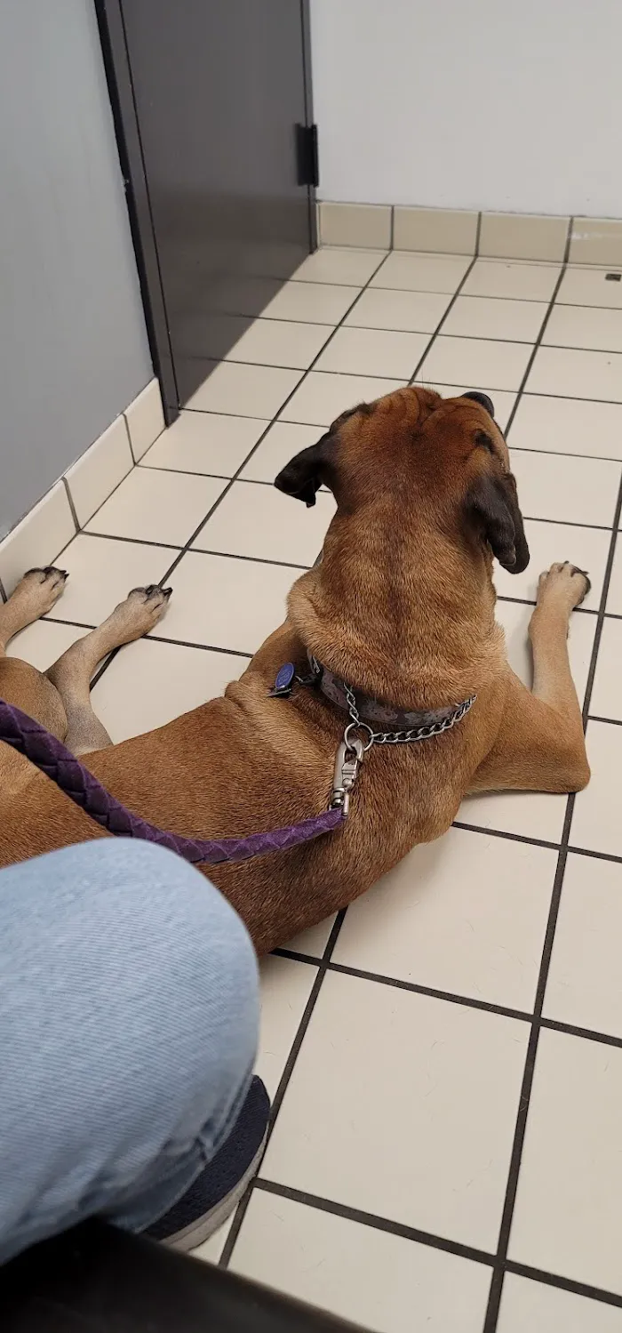 Care Animal Clinic 12