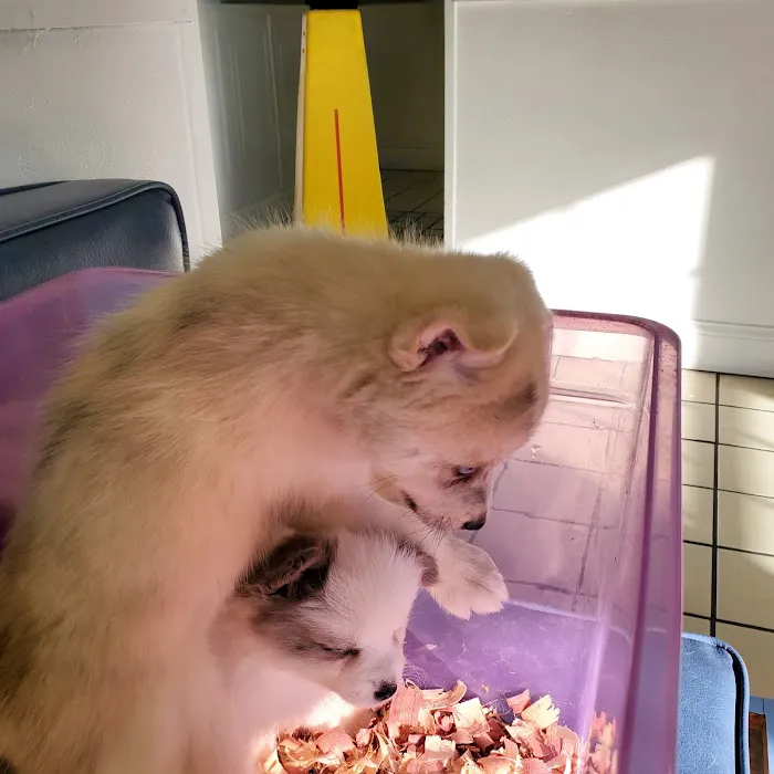 Care Animal Clinic 12