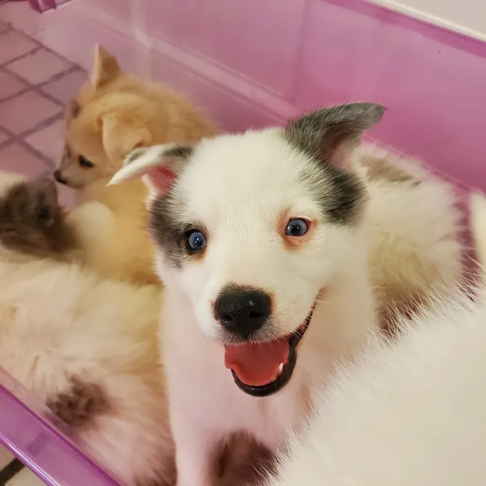 Care Animal Clinic 12