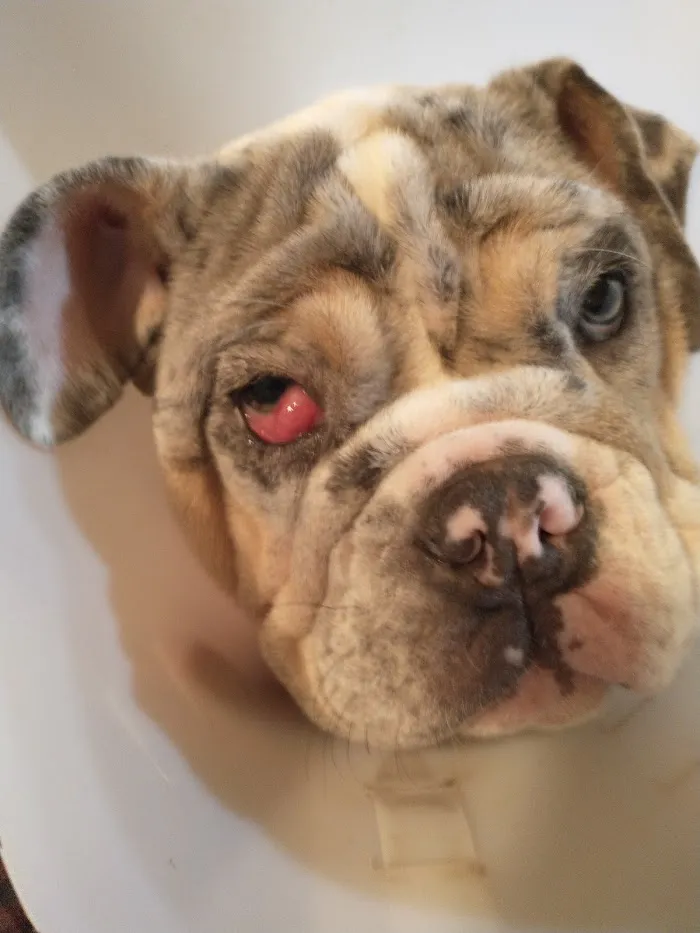 Care Animal Clinic 12