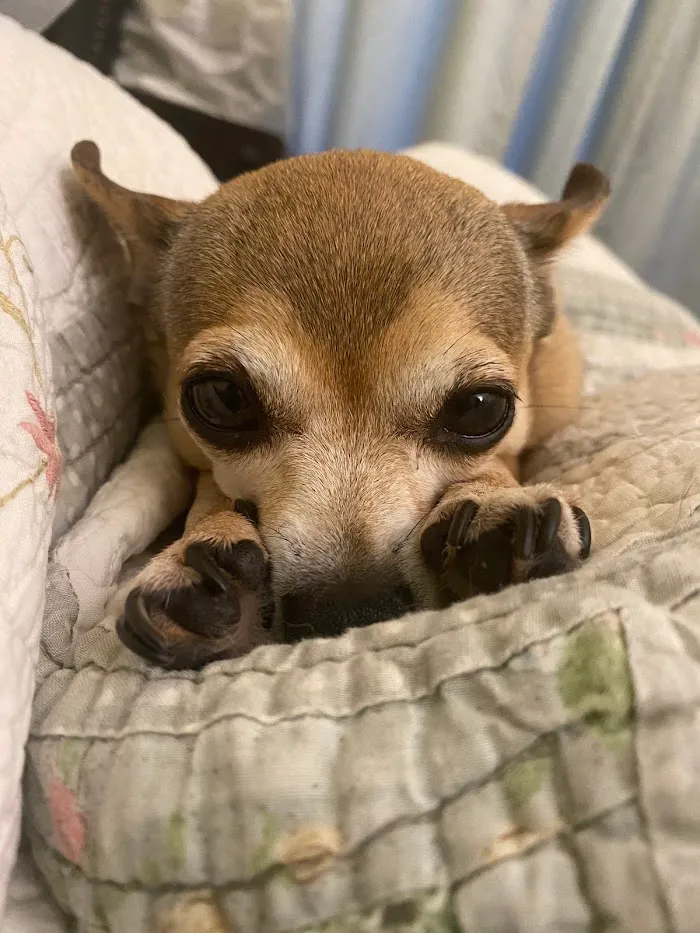 Mayfair Animal Hospital 7
