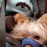 Mayfair Animal Hospital ico