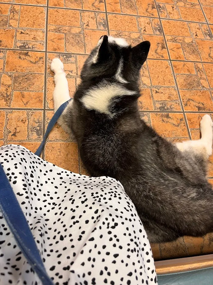 Mayfair Animal Hospital 3
