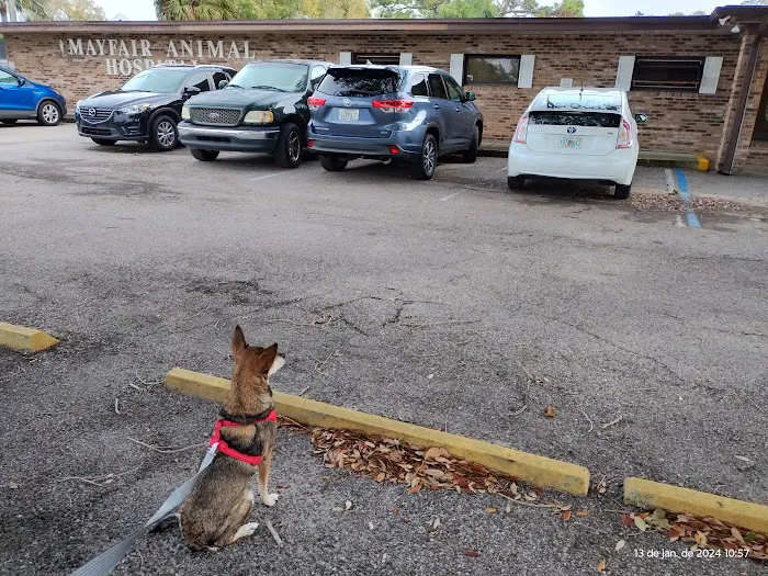 Mayfair Animal Hospital 10