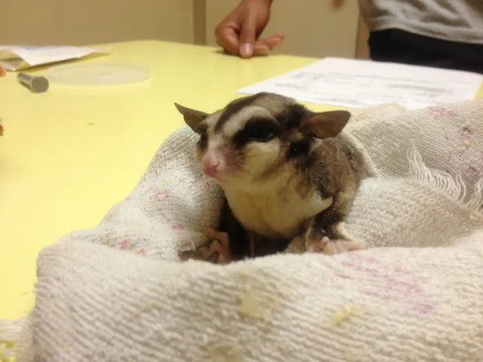 Union Park Animal Hospital and Urgent care 12