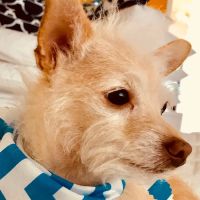 Cross Creek Animal Medical Centre ico