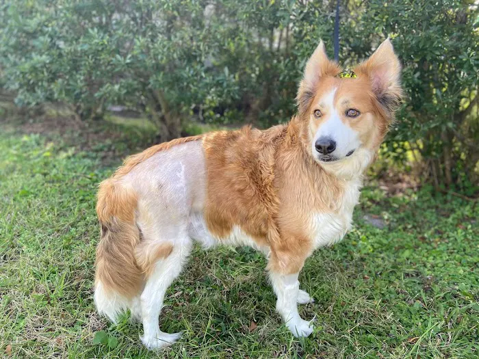 Copper Point Veterinary Hospital 3