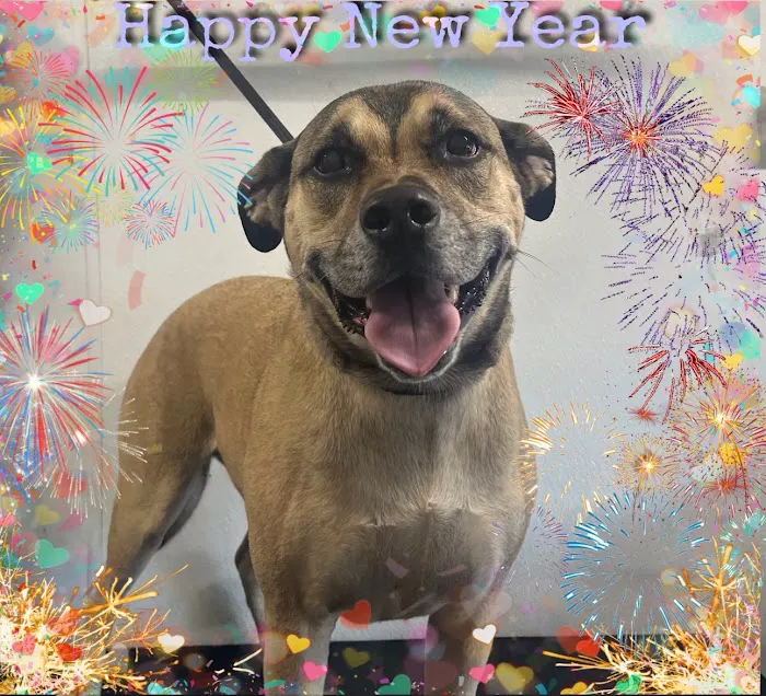 Copper Point Veterinary Hospital 8