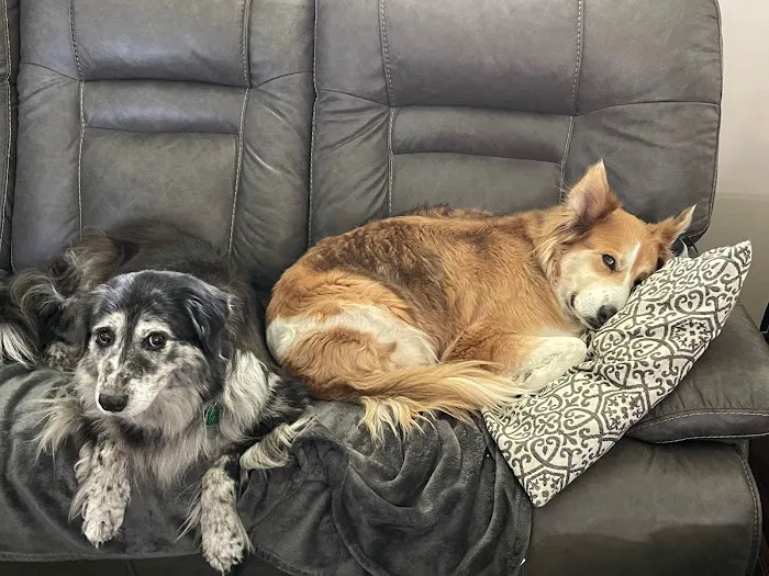 Copper Point Veterinary Hospital 9
