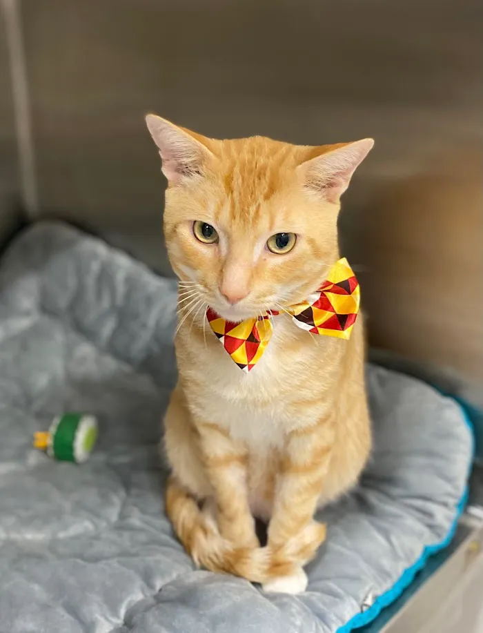 Copper Point Veterinary Hospital 2