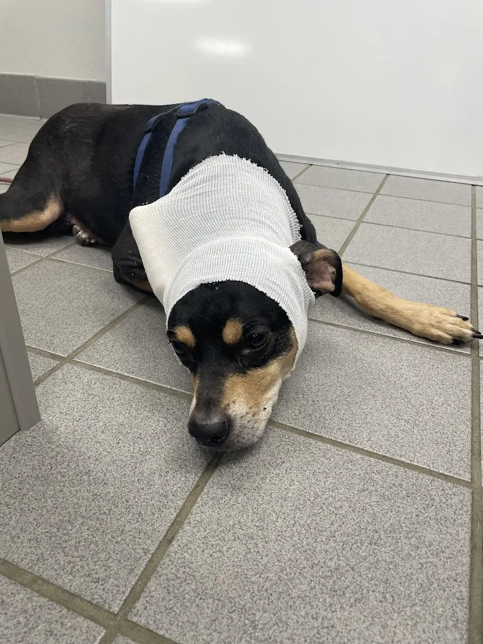 Copper Point Veterinary Hospital 4