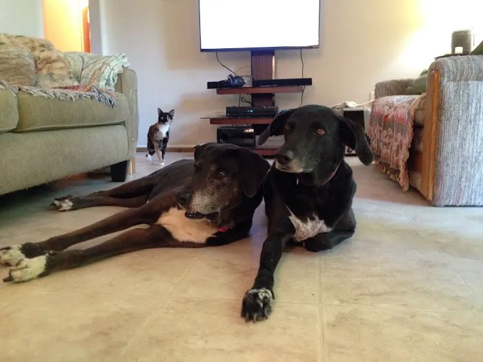 Marcum Road Animal Hospital 12