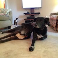Marcum Road Animal Hospital ico