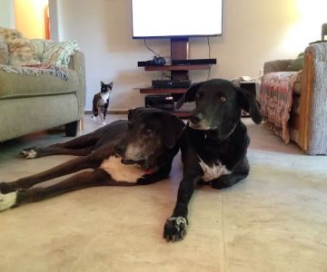 Marcum Road Animal Hospital