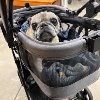 Banfield Pet Hospital ico