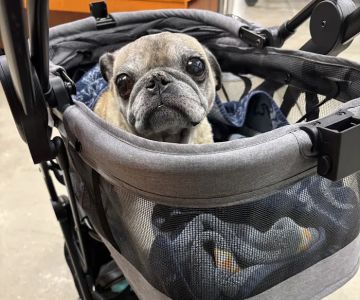 Banfield Pet Hospital