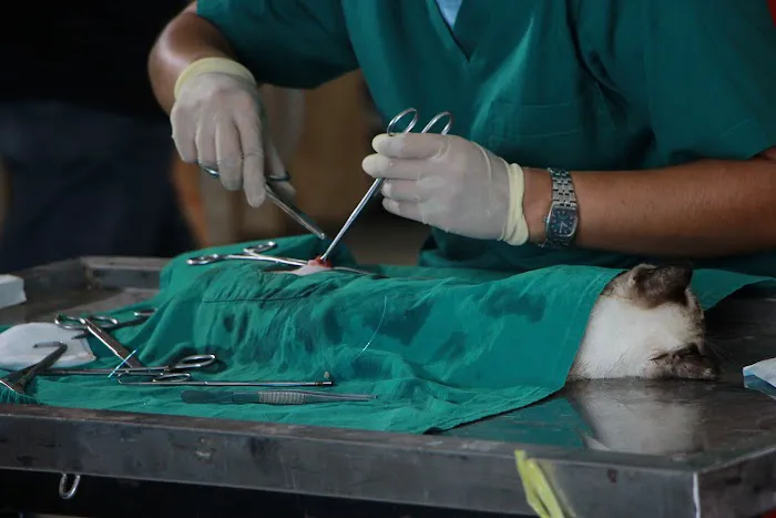 Aloma Jancy Animal Hospital 12
