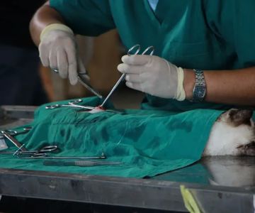 Aloma Jancy Animal Hospital