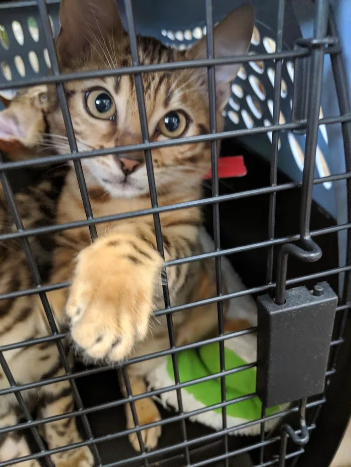 Aloma Jancy Animal Hospital 12