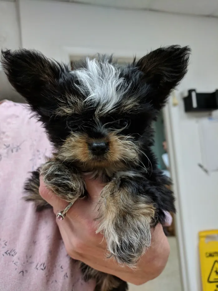 Adkins 301 Pet Hospital LLC 1
