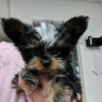 Adkins 301 Pet Hospital LLC ico
