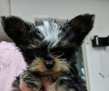 Adkins 301 Pet Hospital LLC