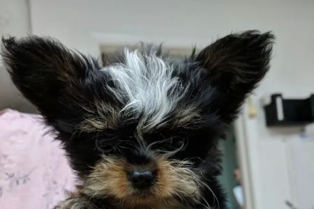 Adkins 301 Pet Hospital LLC