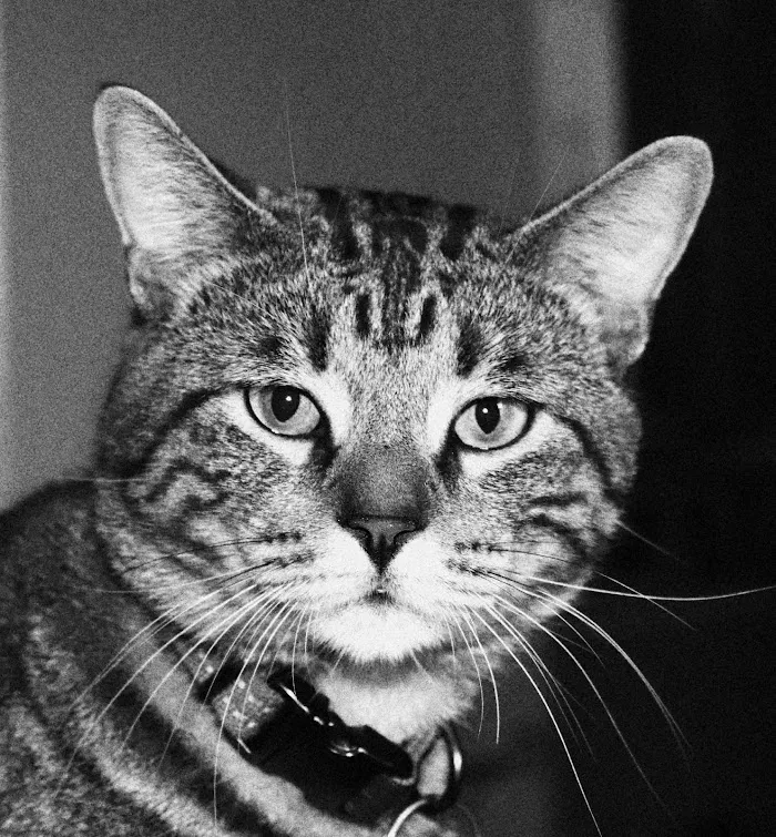 Adkins 301 Pet Hospital LLC 10